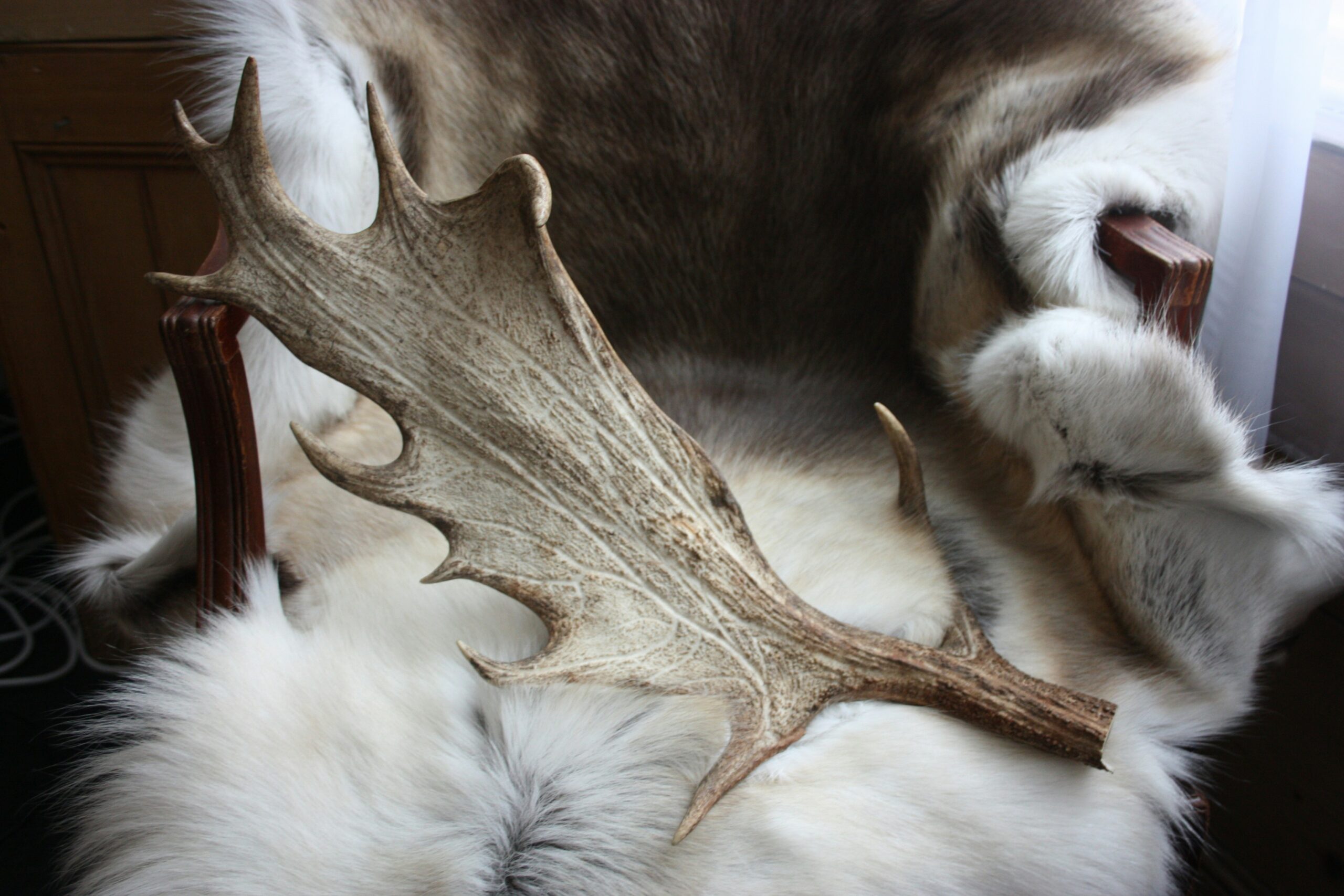 Swedish Reindeer hides